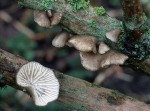 Becherförmiger Muscheling-Hohenbuehelia cyphelliformis