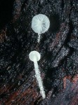 Gekrümmthaariger Scheinhelmling-Hemimycena tortuosa
