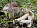 Kakaofälbling-Hebeloma theobrominum