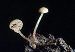 : Flockenschüppling-Flammulaster speireoides