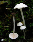 Kopfighaariger Glöckling-Entoloma cephalotrichum