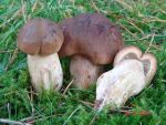 Feinschuppiger Ritterling-Tricholoma imbricatum