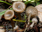 Schwärzender Nabelrötling-Entoloma parkensis