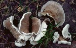 : Stummelfüsschen-Crepidotus autochthonus