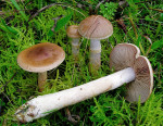 Graubräunlicher Seidenkopf-Cortinarius anomalus
