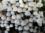 : Tintlinge-Coprinus disseminatoides