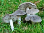 Mäusegrauer Erdritterling-Tricholoma terreum