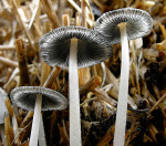 Wollstieliger Tintling-Coprinopsis macrocephala