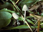 Kleiner Ringtintling-Coprinus ephemeroides