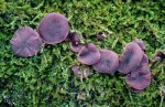 Grosssporiger Gallertbecher-Ascocoryne cylichnium