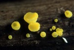 Schwefelgelbes Kernpilzbecherchen-Bisporella sulfurina