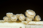 :-Brunnipila palearum