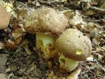 Anhängselröhrling-Boletus appendiculatus