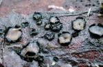 Eingesenkter Wachholder-Schlauchpilz-Colpoma juniperi