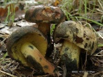 Schwarzblauender Röhrling-Boletus pulverulentus