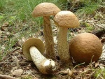Hainbuchen-Raustielröhrling-Leccinum carpini