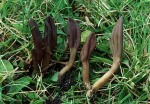 Olivbraune Stielzunge-Microglossum olivaceum
