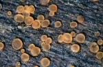 :-Orbilia comma