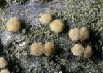 : Rindenbecherchen-Pezicula frangulae
