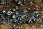 :-Pyrenopeziza millegrana