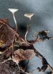 :-Scleromitrula candolleana