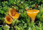 Gelblichroter Moosborstling-Neottiella rutilans