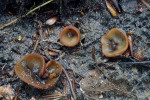 Schlammbecherling-Peziza limnaea