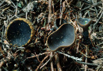 :-Plectania adusta