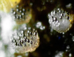 :-Saccobolus beckii