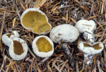 :-Sowerbyella radiculata var. radiculata
