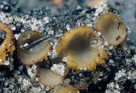 Geselliger Borstling-Tricharina gilva