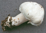 Schiefknolliger Anisegerling-Agaricus essettei