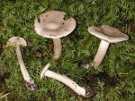 Graublättriger Trichterling-Clitocybe inornata