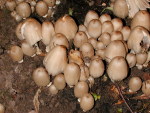 Grosser Rauhsportintling-Coprinopsis insignis
