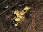 Grünblättriger Schwefelkopf-Hypholoma fasciculare