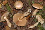 Spitzbasiger Dickfuss-Cortinarius argutus