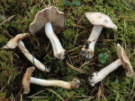 Bitterlicher Klumpfuss-Cortinarius caesiostramineus