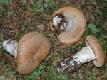 Trockener Schleimkopf-Cortinarius crassus