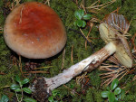 Kupferroter Klumpfuss-Cortinarius cupreorufus