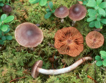 Hellblättriger Wasserkopf-Cortinarius depressus