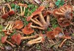 Sumpfwasserkopf-Cortinarius helobius