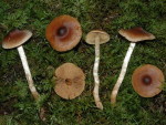 Zimtfuchsiger Wasserkopf-Cortinarius jubarinus