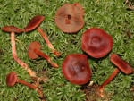 Blutroter Hautkopf-Cortinarius sanguineus