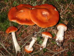 Bitterster Schleimfuss-Cortinarius vibratilis