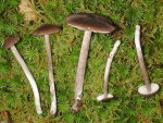 Russblättriger Rötling-Entoloma jubatum