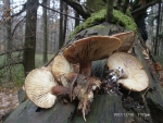 Harziger Sägeblättling-Neolentinus adhaerens