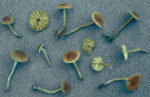 : Häubling-Galerina permixta