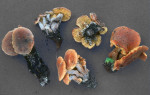 Mehlflämmling-Gymnopilus odini