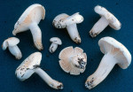 Trockener Schneckling-Hygrophorus penarius