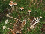 Moosschwefelkopf-Hypholoma polytrichi